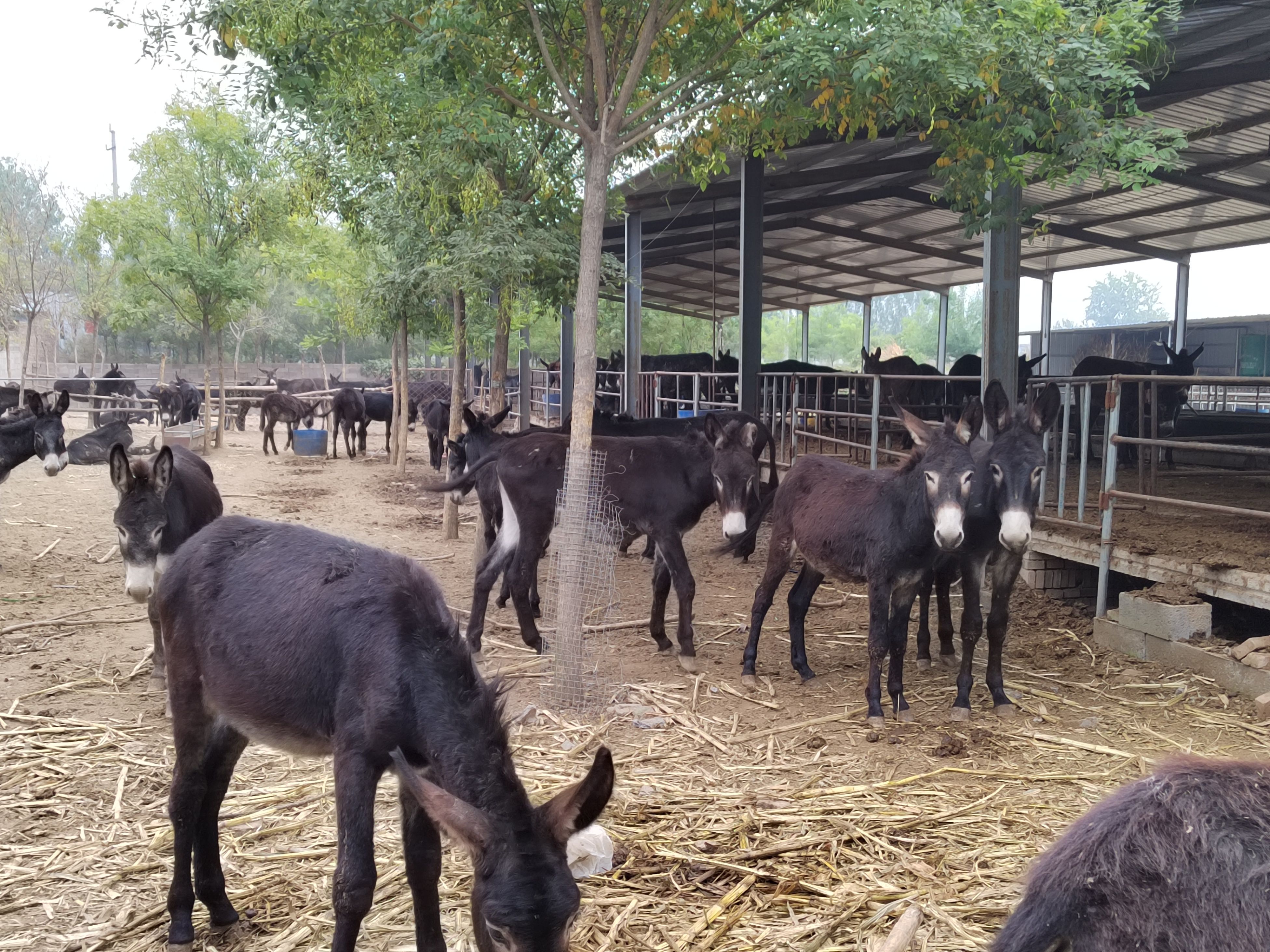 济南德州肉驴苗出栏可视频选购全国一头也发货