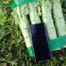 绵阳三青莴笋  百亩莴笋基地，欢迎提前订购。