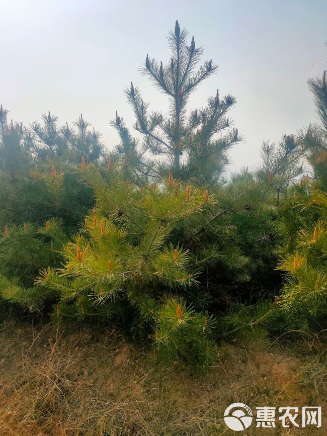 油松山西大量供应各种规格油松基地