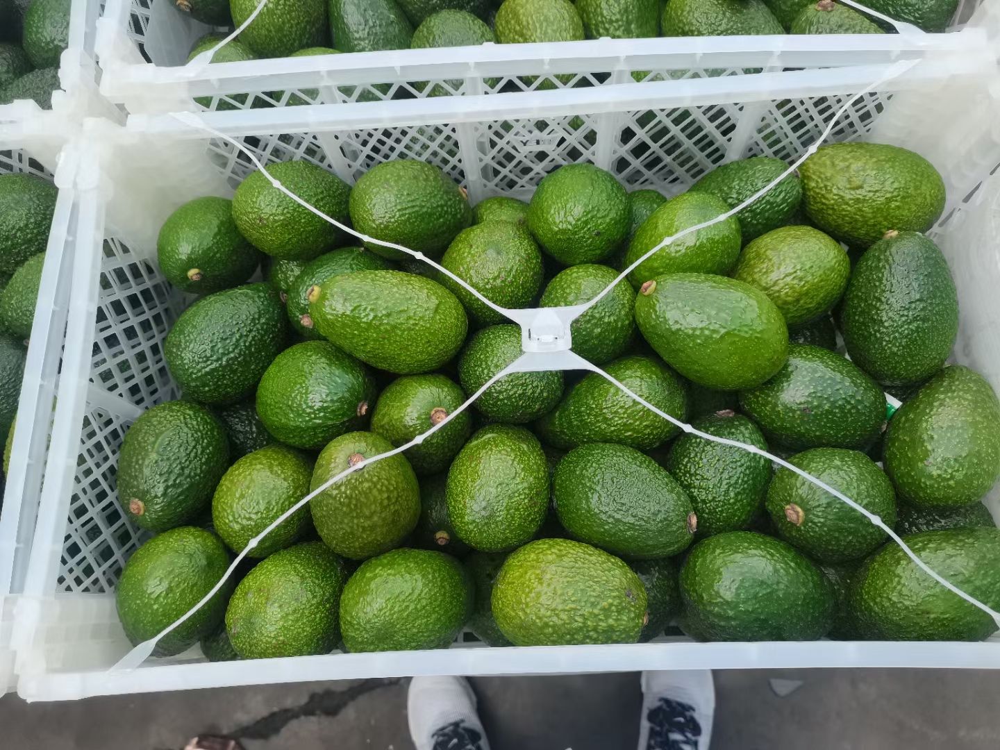 彭州市秘鲁牛油果26
