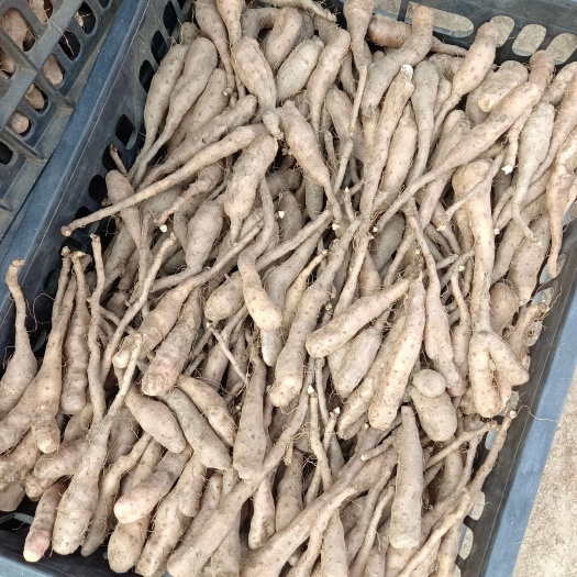 白玉山药苗