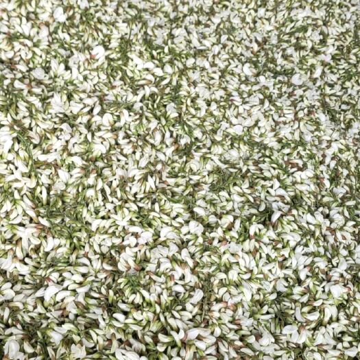 唐河县洋槐花