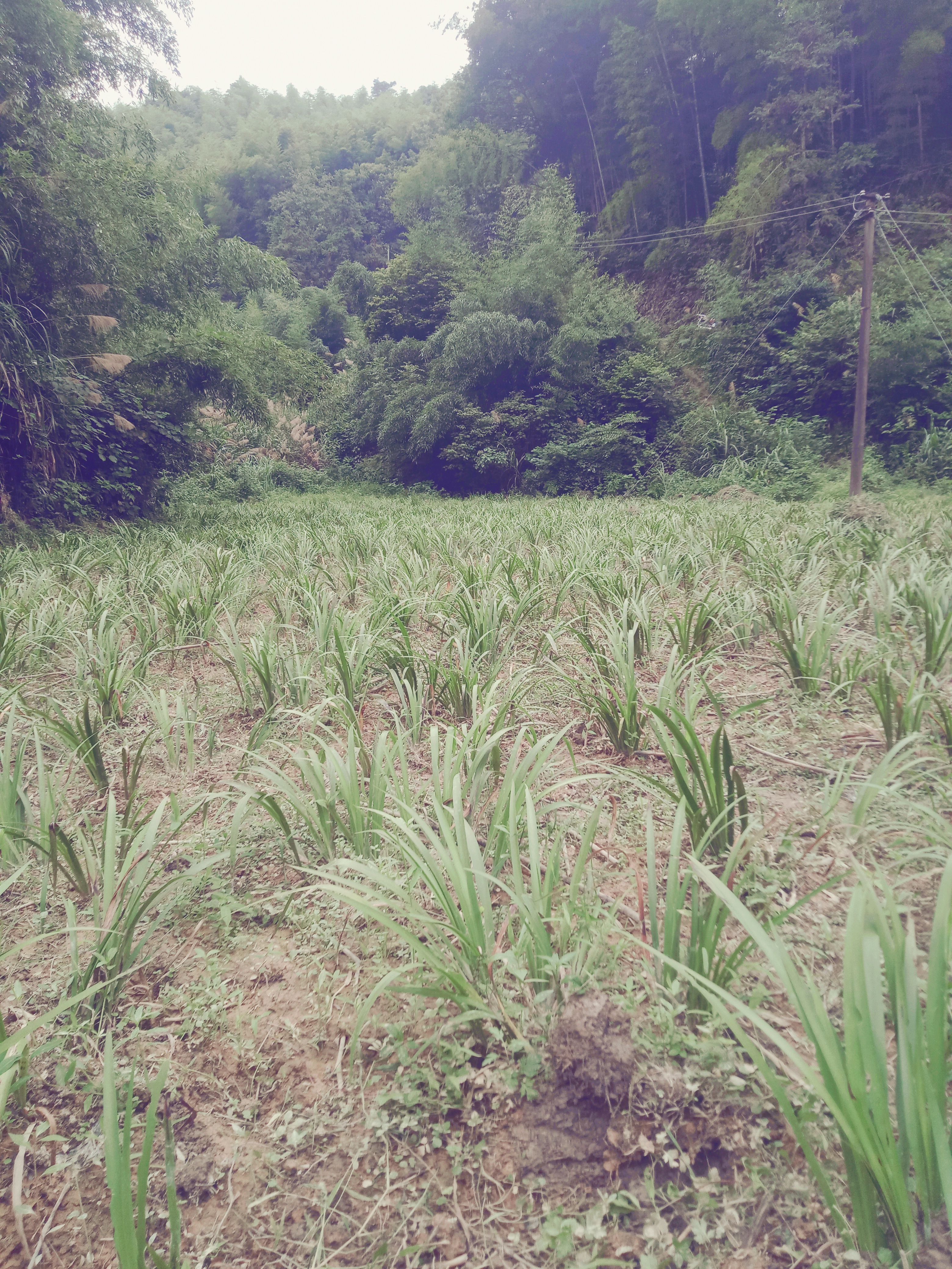 红根大叶石菖蒲