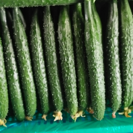 冠县新鲜蔬菜