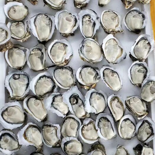 深圳湛江白蚝，大中小，小小规格齐全
