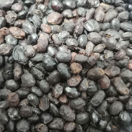 亳州淡豆豉
