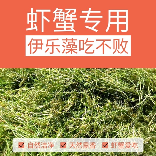 洪湖市伊乐藻龙虾螃蟹养殖专用抗低温水草鱼造景增氧净化水质吃不败包邮