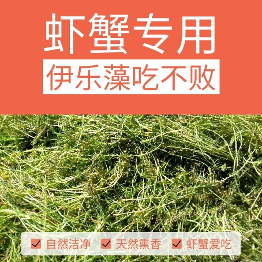 洪湖市伊乐藻龙虾螃蟹养殖专用抗低温水草鱼造景增氧净化水质吃不败包邮