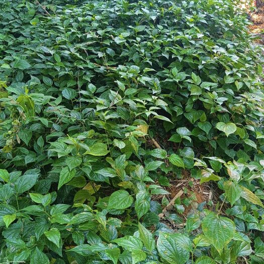 岑溪市善食胶原纤维中药香草（蛤蒌）