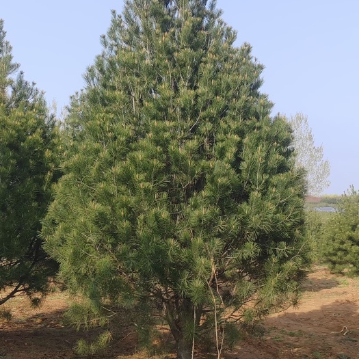 绛县白皮松基地，哪里有皮松山西！