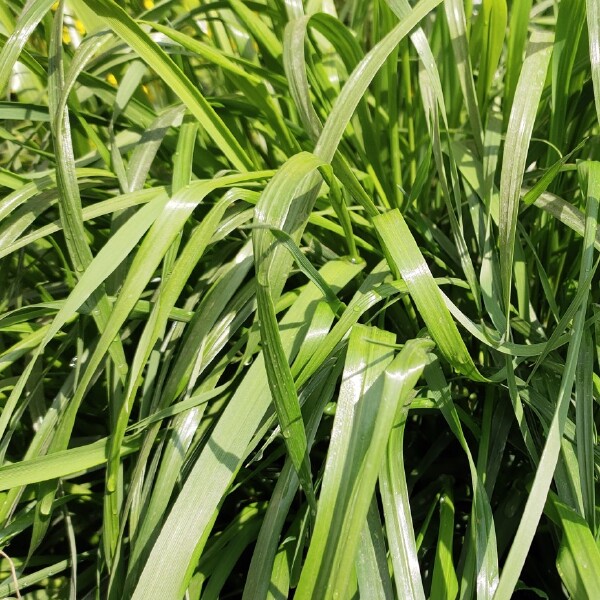 耐寒宽叶牧草种子一年生黑麦草种子猪牛羊鸡鸭鹅鱼四季草种