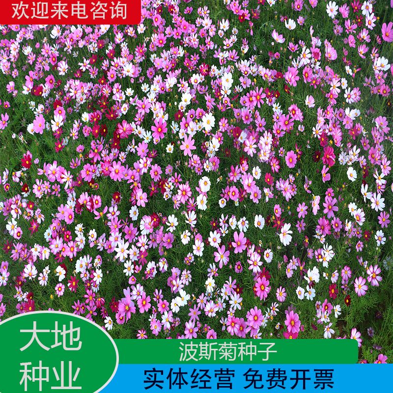 灌云县波斯菊种子  波斯菊花种子格桑花种子景观花海绿化庭院易活易种