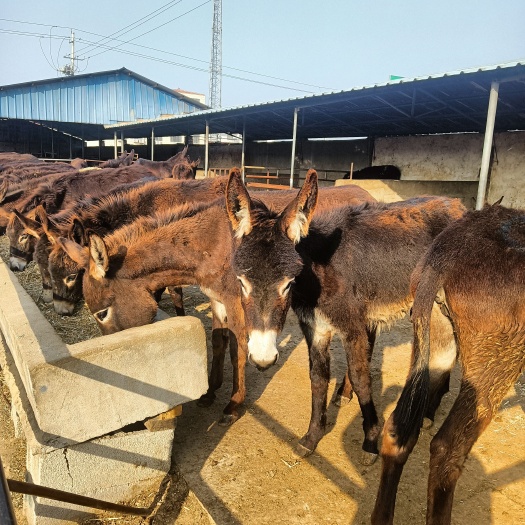 嘉祥县肉驴养殖场改良驴苗价钱哪里有卖毛驴的什么地方卖德州驴