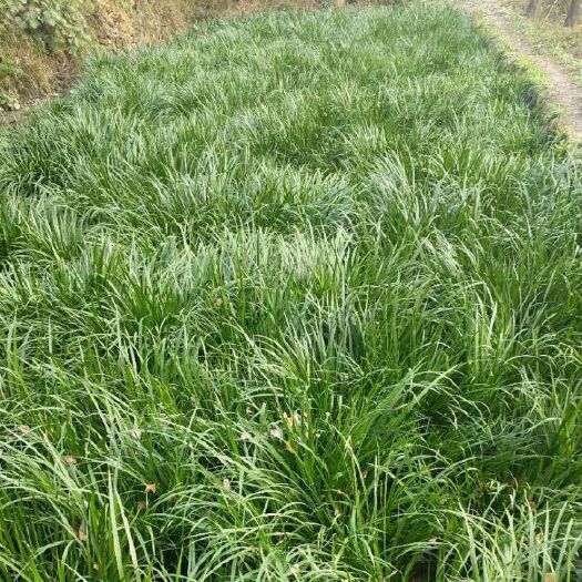 湘潭县红根大叶石菖蒲