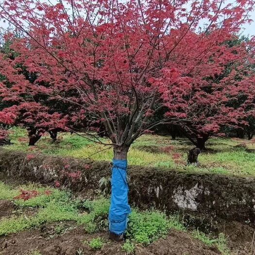 全州县日本红枫，日本红舞姬