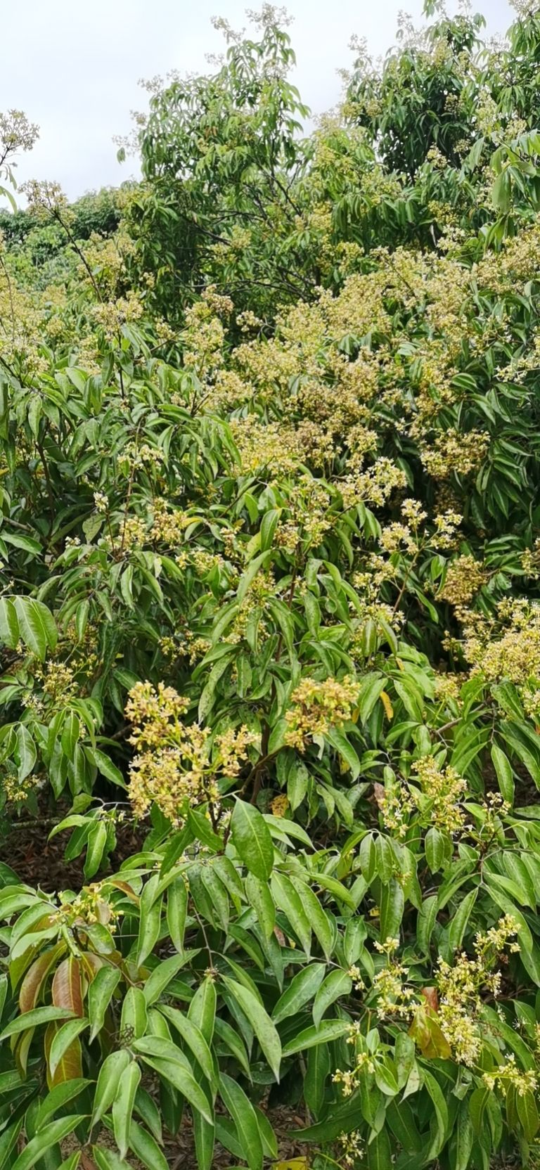 广东茂名高州根子镇本地荔枝即将上市预售