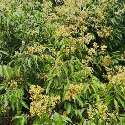 高州市广东茂名高州根子镇本地荔枝即将上市预售