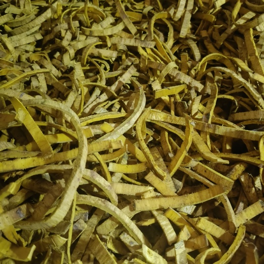 乐山刮皮统，川黄柏