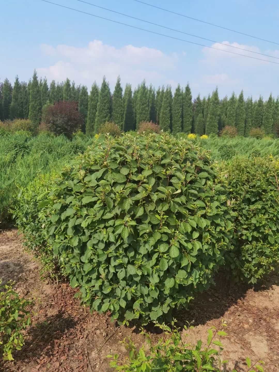 榆叶梅球 红叶榆叶梅树球 绿化杯苗容器苗 绿篱小苗 量大从优