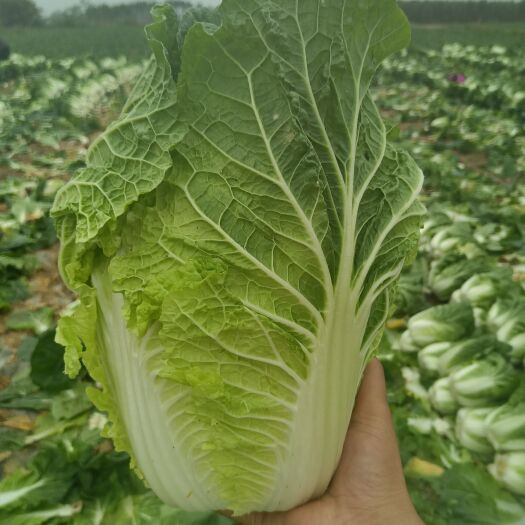 横州市黄心大白菜