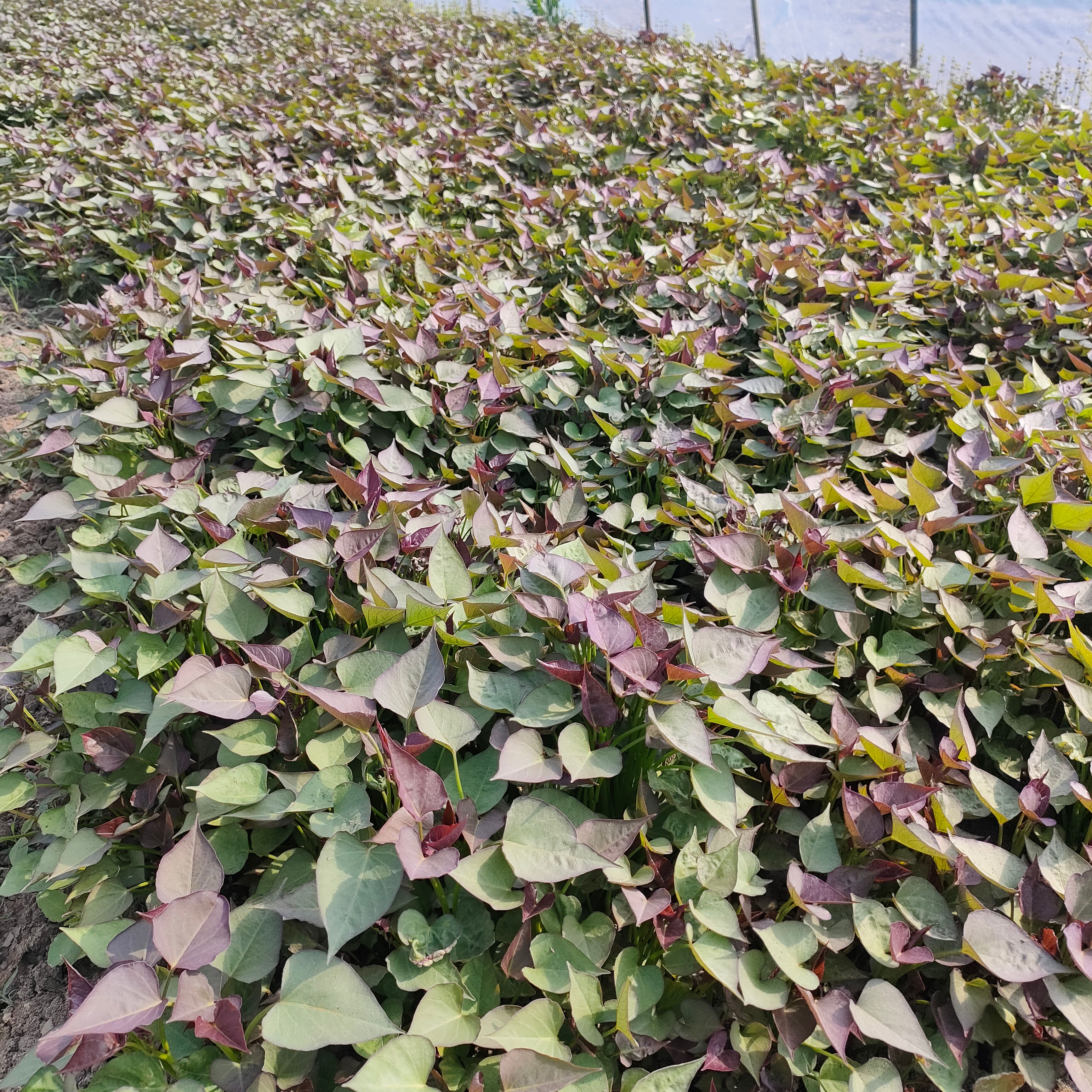 泗县暖棚高代西瓜红红薯苗原种脱毒西瓜红红薯苗苗壮
