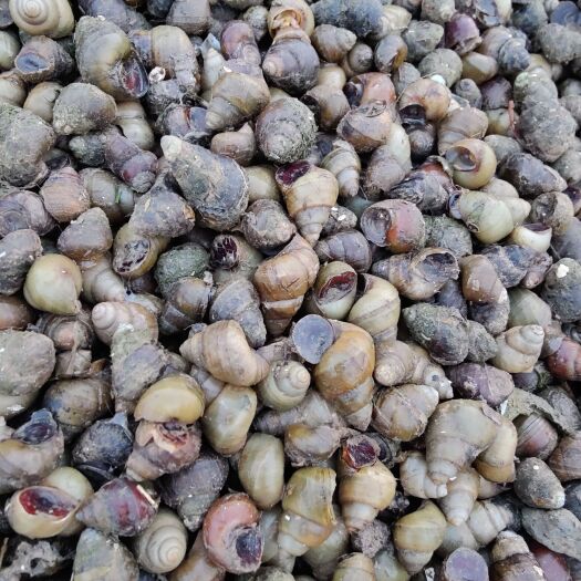 泗洪县人工手推薄壳螺蛳通货，每天都是新鲜货，干净，至少九成以上