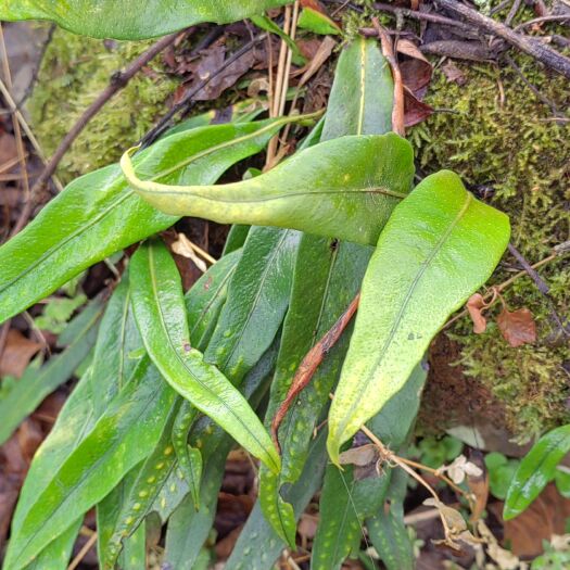 昭通有看上的老板私聊，天然植物，自然生长的