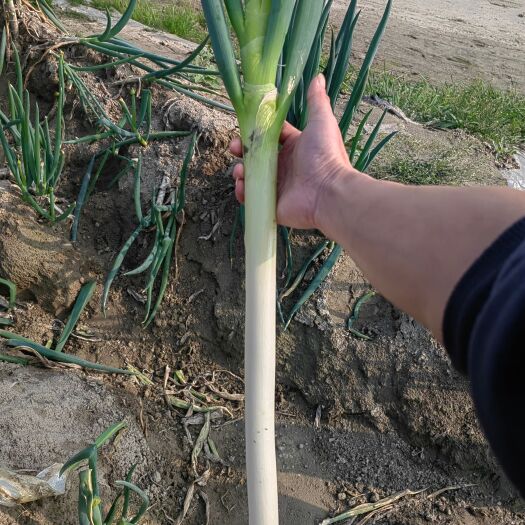 杭州大葱毛葱精品