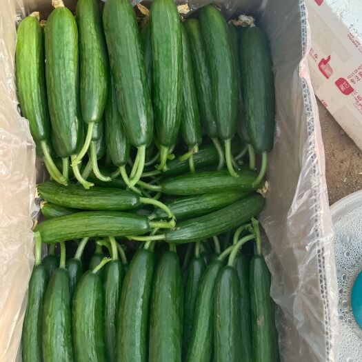 菏泽水果黄瓜