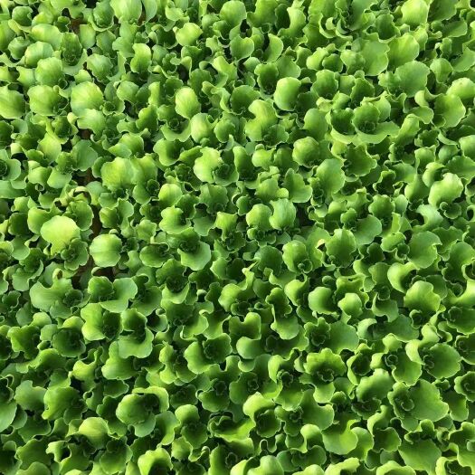 昆明意大利生菜苗品质好口感不错价格实惠产量大耐运输