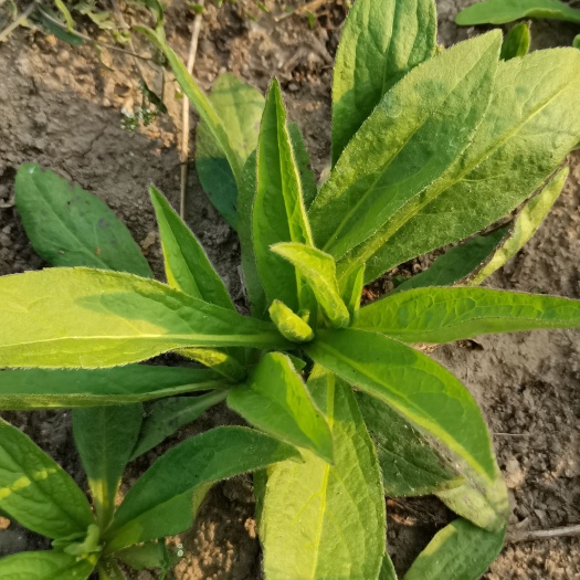临泉县出售旋覆花种苗