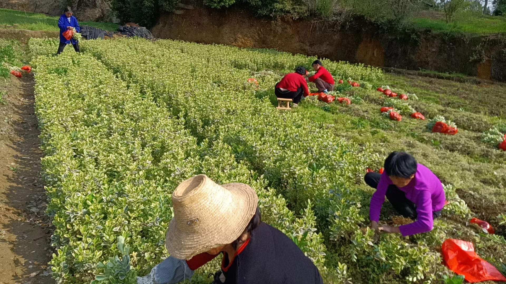 湖南金邊黃楊小苗杯苗色塊苗基地大量供應(yīng)金邊黃楊球形