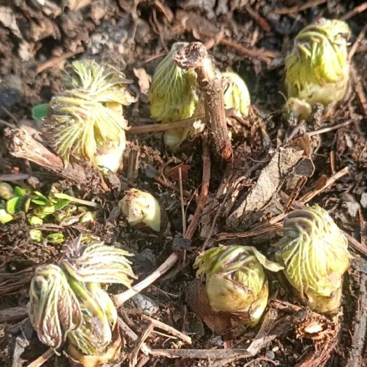 隆化县苦老芽