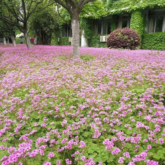 常州红花酢浆草种球