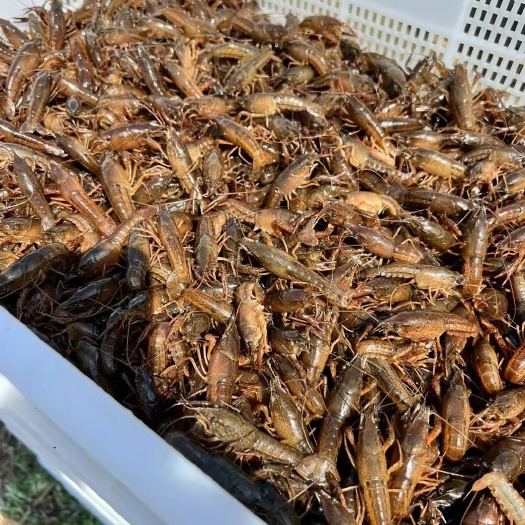 芜湖本地龙虾苗 100－150尾    活力高