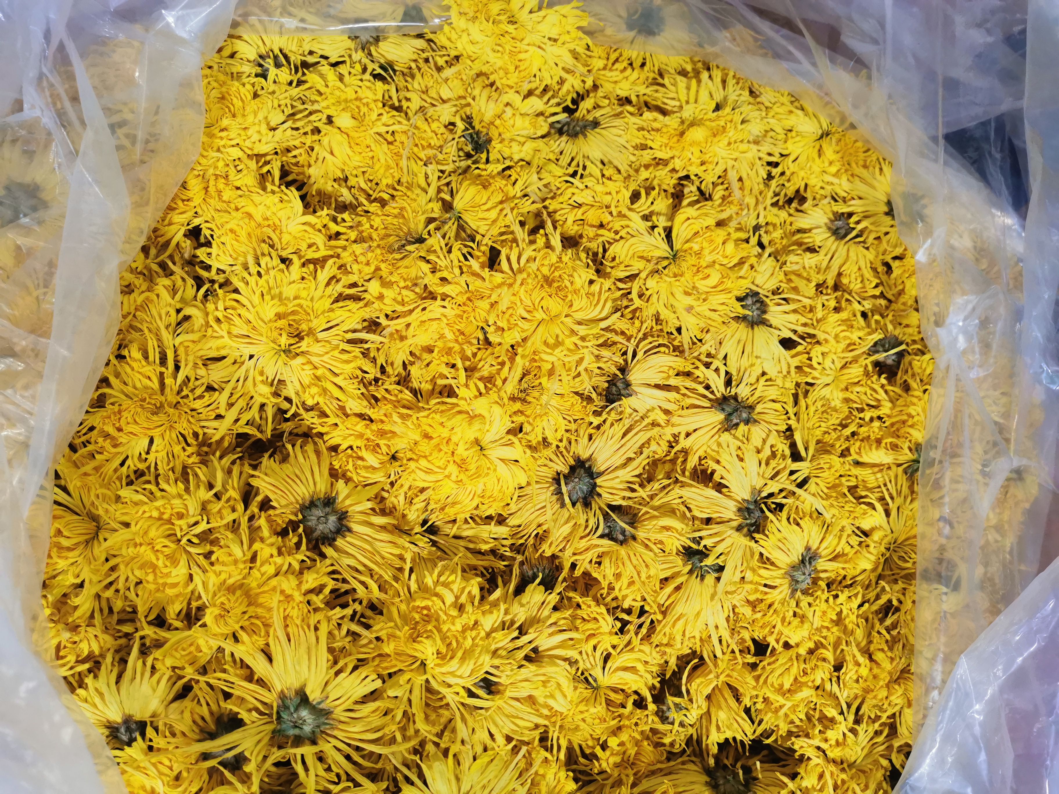 金丝皇菊菊花茶干菊花