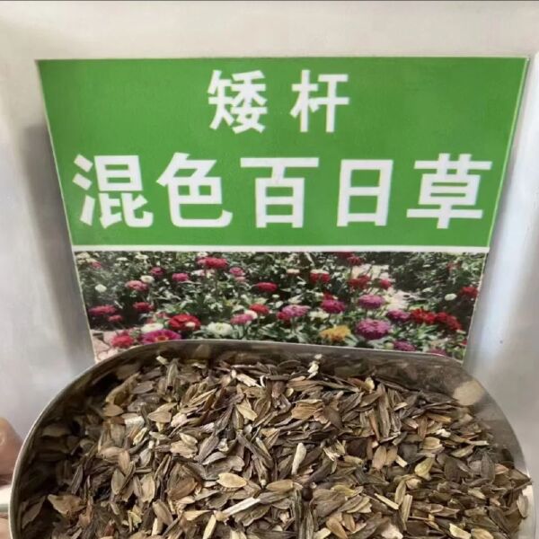 百日草种子