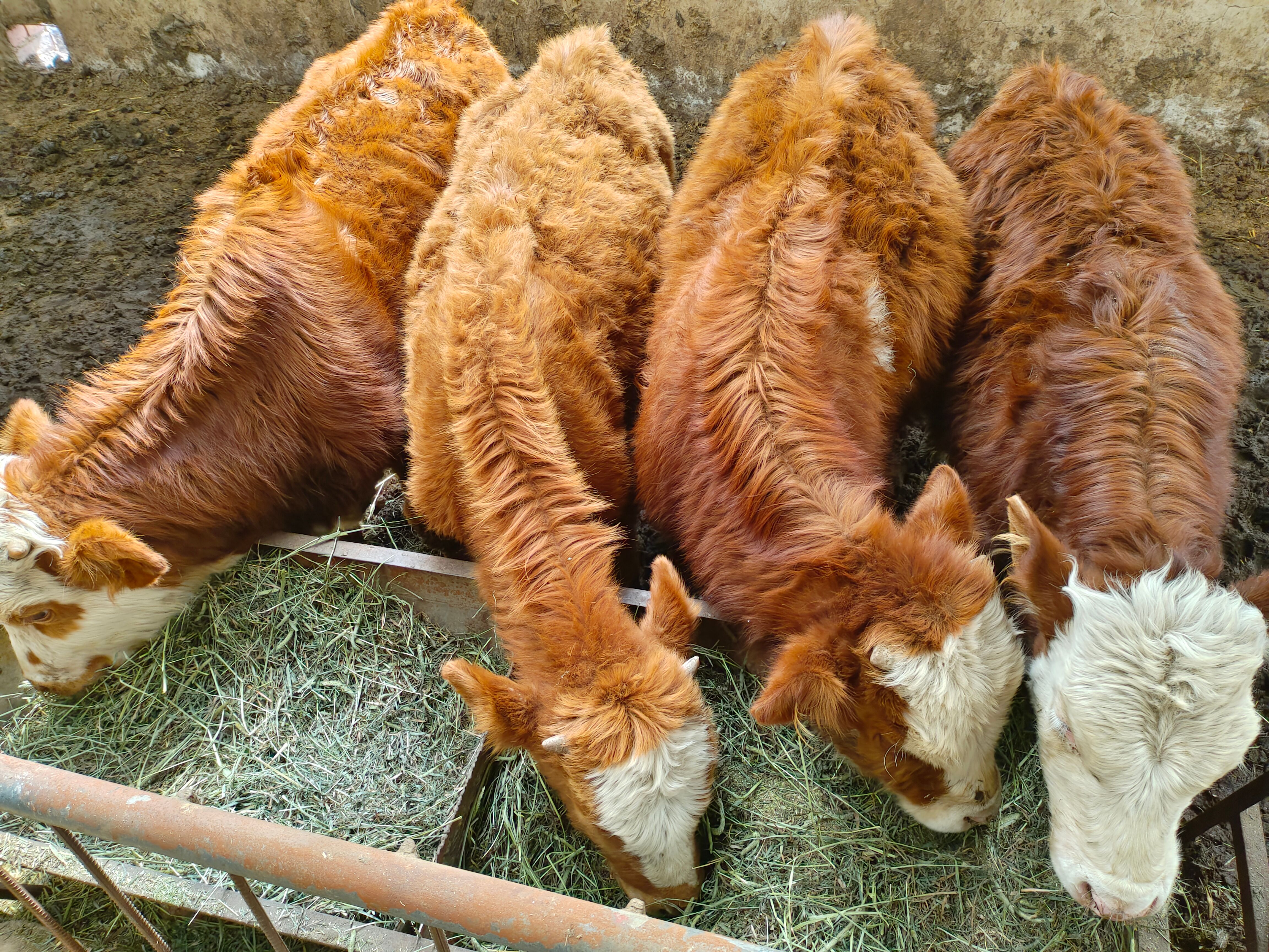 北京兒研所 北京兒研所