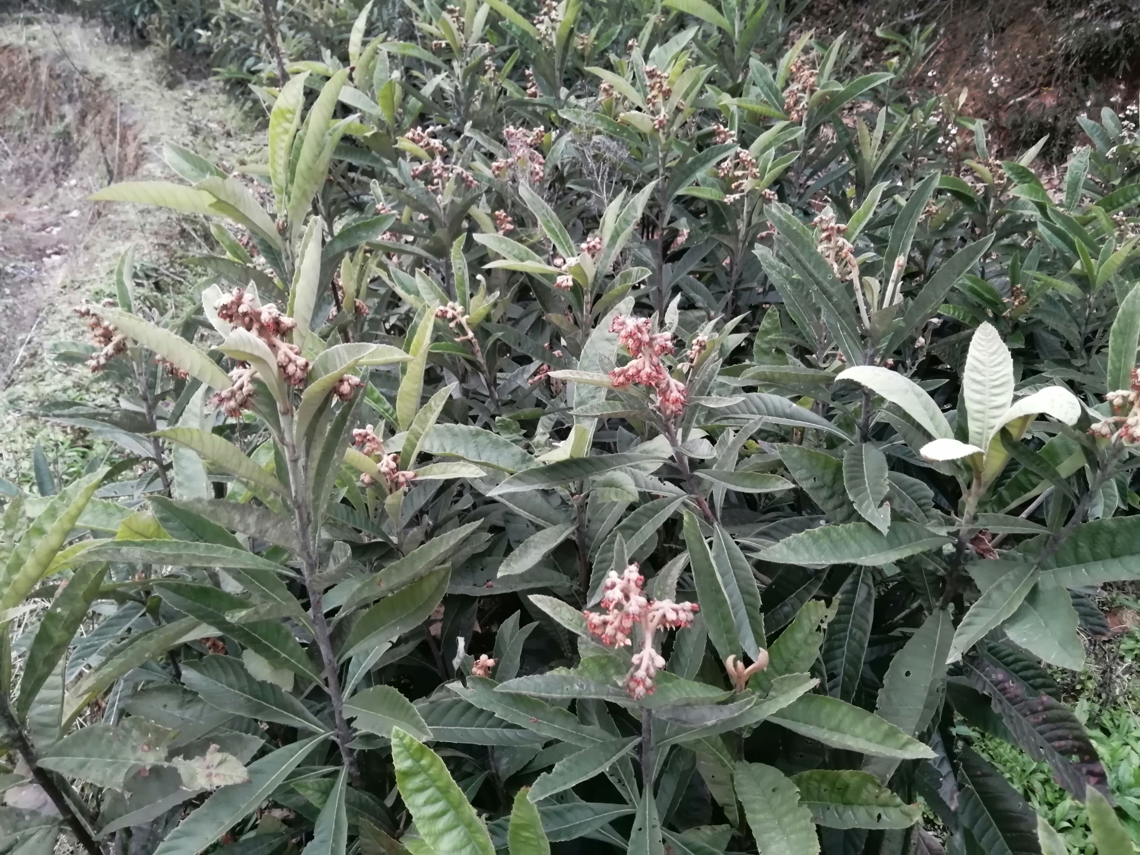 大五星枇杷，白沙枇杷苗