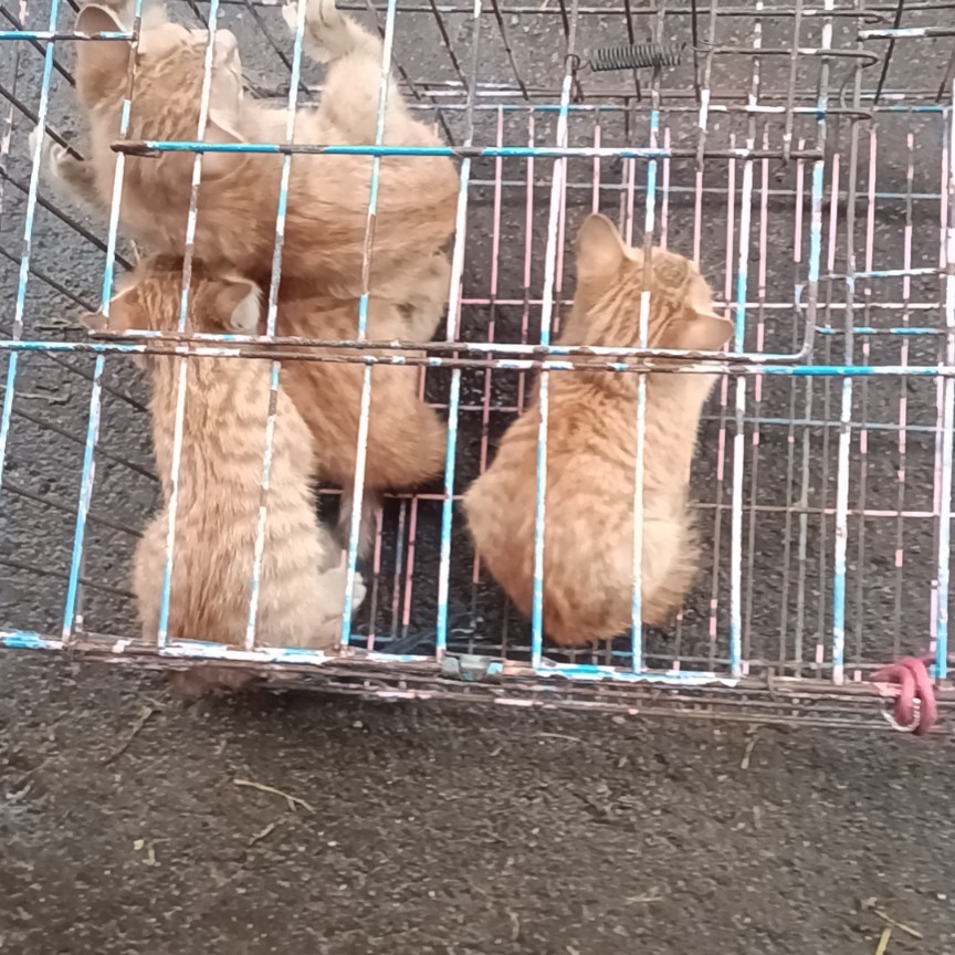 陆川县长期供应小猫，大猫，本地土猫