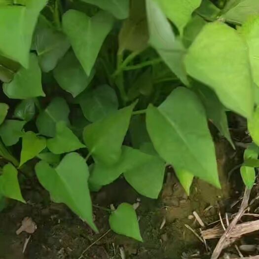 濮阳县商薯19红薯苗