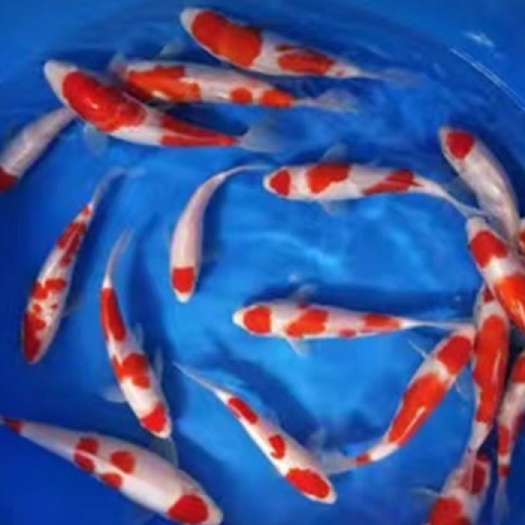红白锦鲤