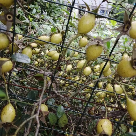 鄱阳县金樱子苗 金樱子苗批发