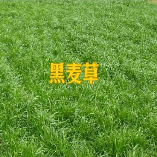 常州黑麦草种子