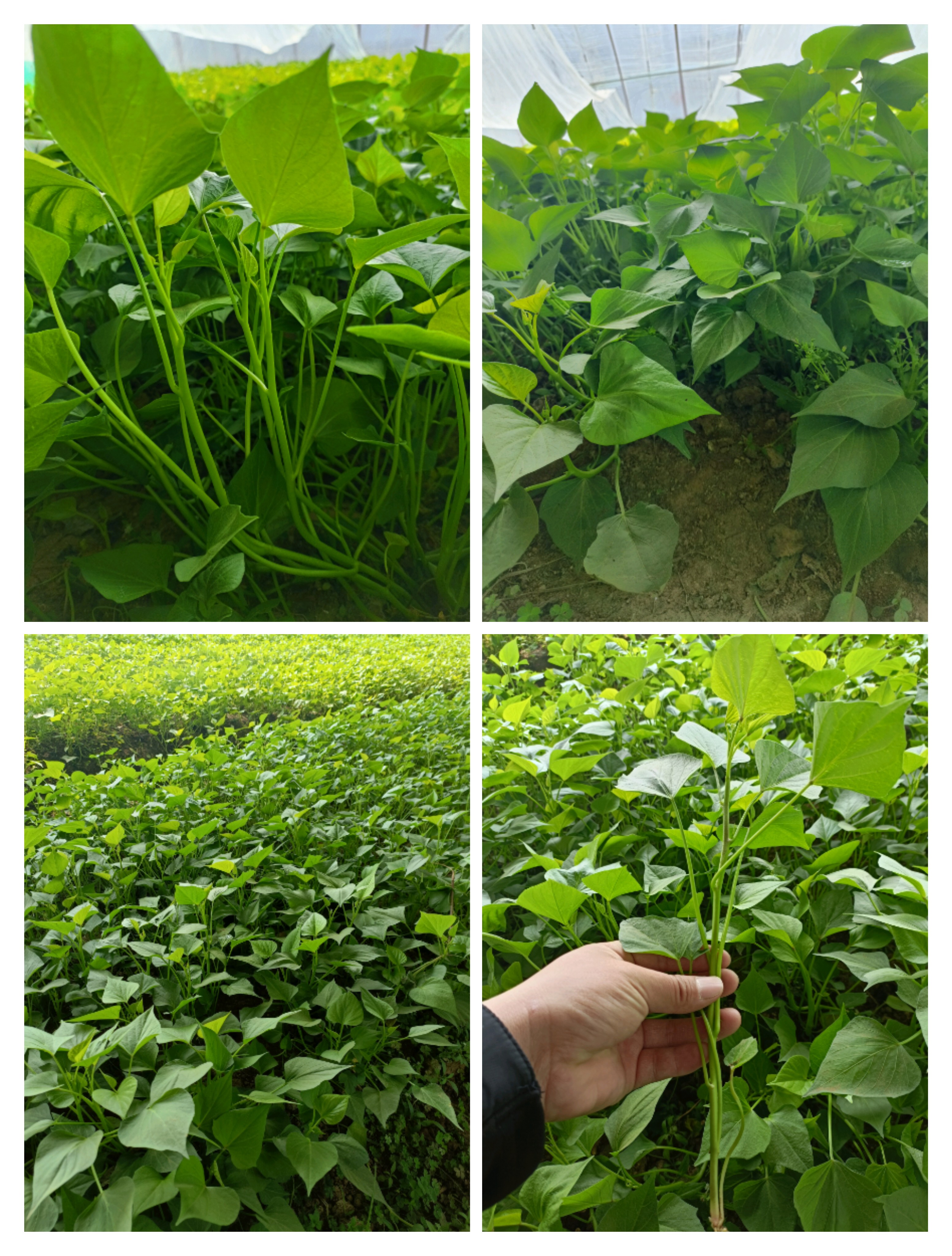 山東鄒城偉勝薯業(yè)