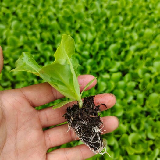 嵩明县油麦菜，意大利苗。