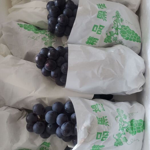 昆明夏黑