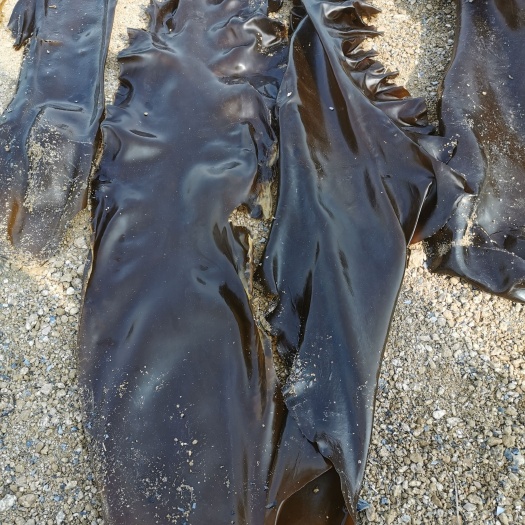 荣成市 鲜海带山东产地直供货源充足，鲜海带一颗菜