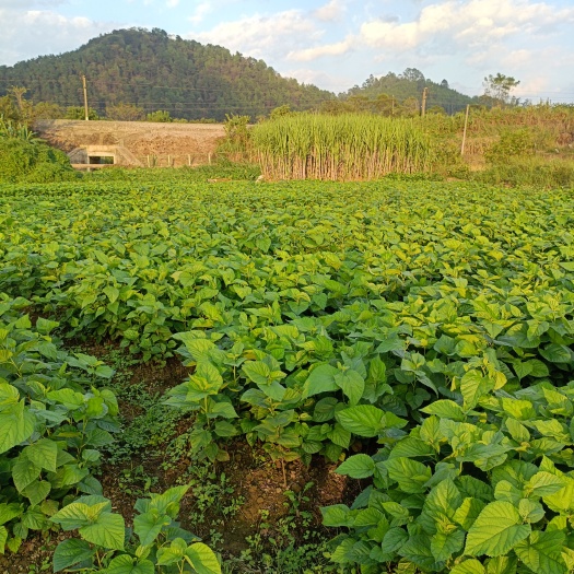 河池大叶桑苗
