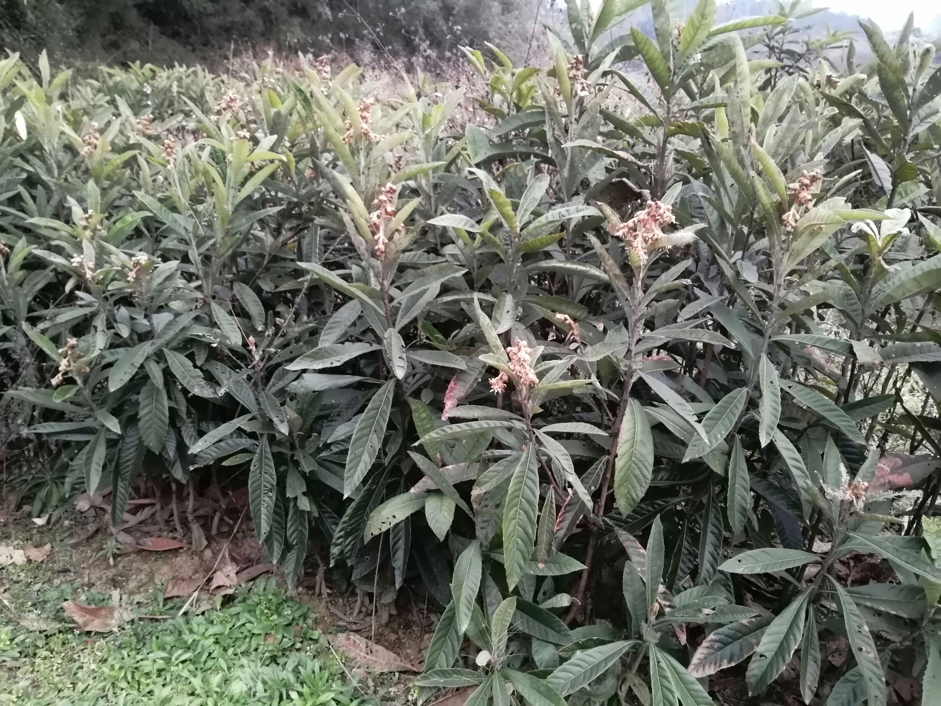 大五星枇杷，白沙枇杷苗